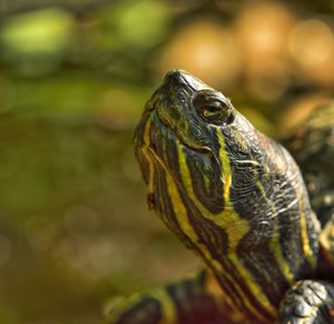 Close-up of turtle