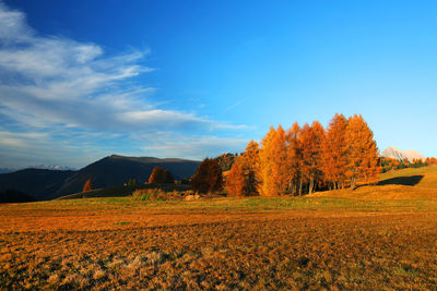 Trees on field against sky during autumn