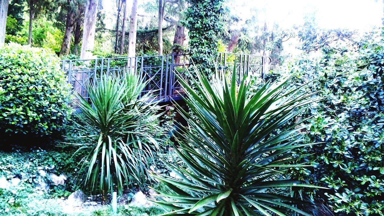 PLANTS GROWING IN GREENHOUSE AT GARDEN