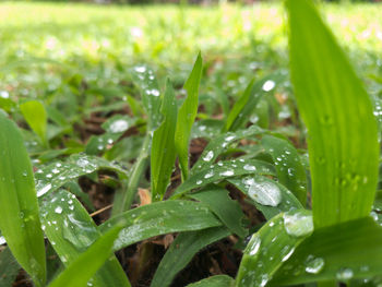 Close-up of water drops on plant during rainy season