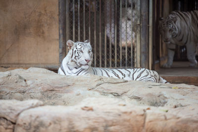 Cat relaxing in a zoo