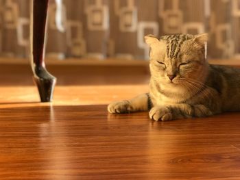 Cat sitting on wooden table