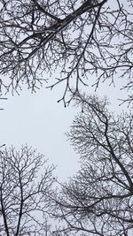 Low angle view of bare trees against sky