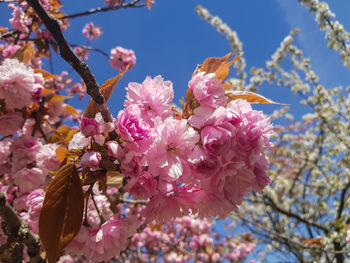 Close-up of pink cherry blossoms in spring