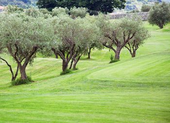 Trees on field