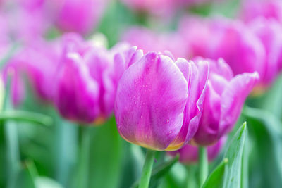 Close-up of pink flowering plant