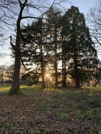 Trees in forest