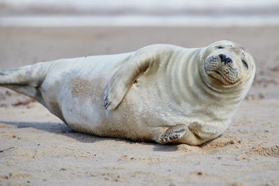 View of animal lying on sand