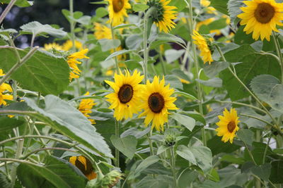 High angle view of yellow flowering plant