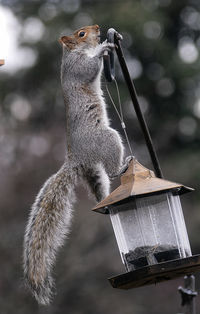 A garden squirrel climba a pole to get to a bird feeder