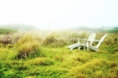 Empty grassy field