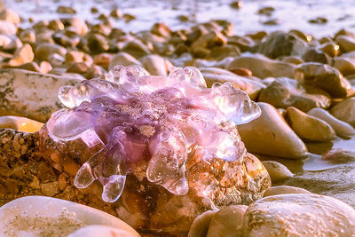 Close-up of wet rock in sea