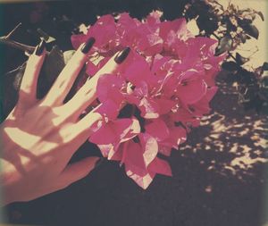 Cropped hand holding pink flower