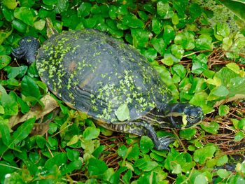 Plants growing on a tree