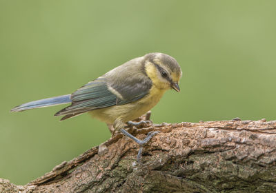 Close-up of bird perching on wood