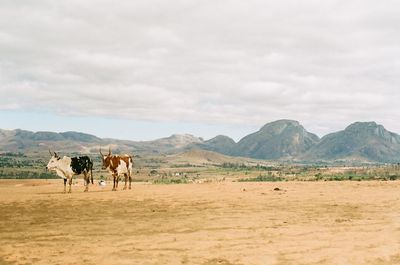 Horses on landscape against sky