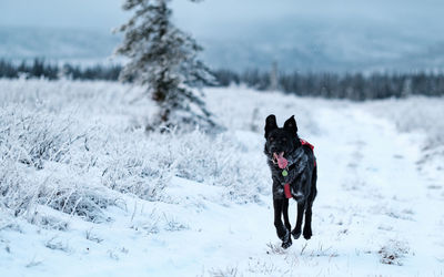 Dog running on snow covered land