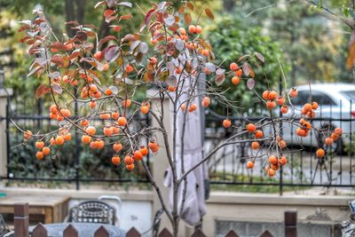 Close-up of orange fruits on tree