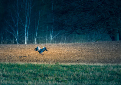 View of bird running on field