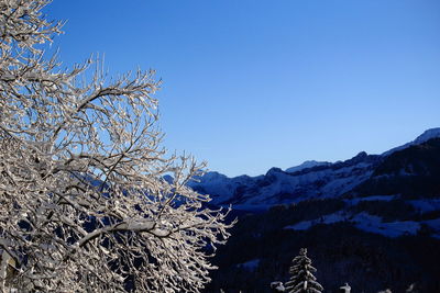 Low angle view of tree against blue sky