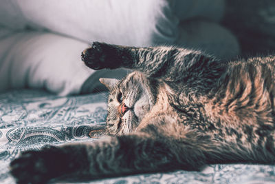 Cat sleeping on bed