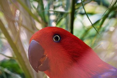 Close-up of a bird in cage