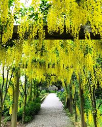 Scenic view of yellow flower trees on landscape