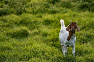 Boer goat at