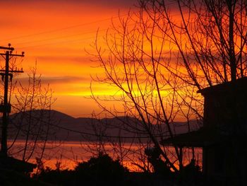 Silhouette of trees at sunset