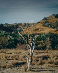 Tree on field by mountain against sky