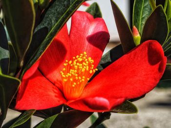 Close-up of red flowers blooming outdoors