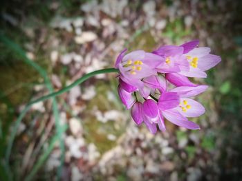 Close-up of flower blooming outdoors