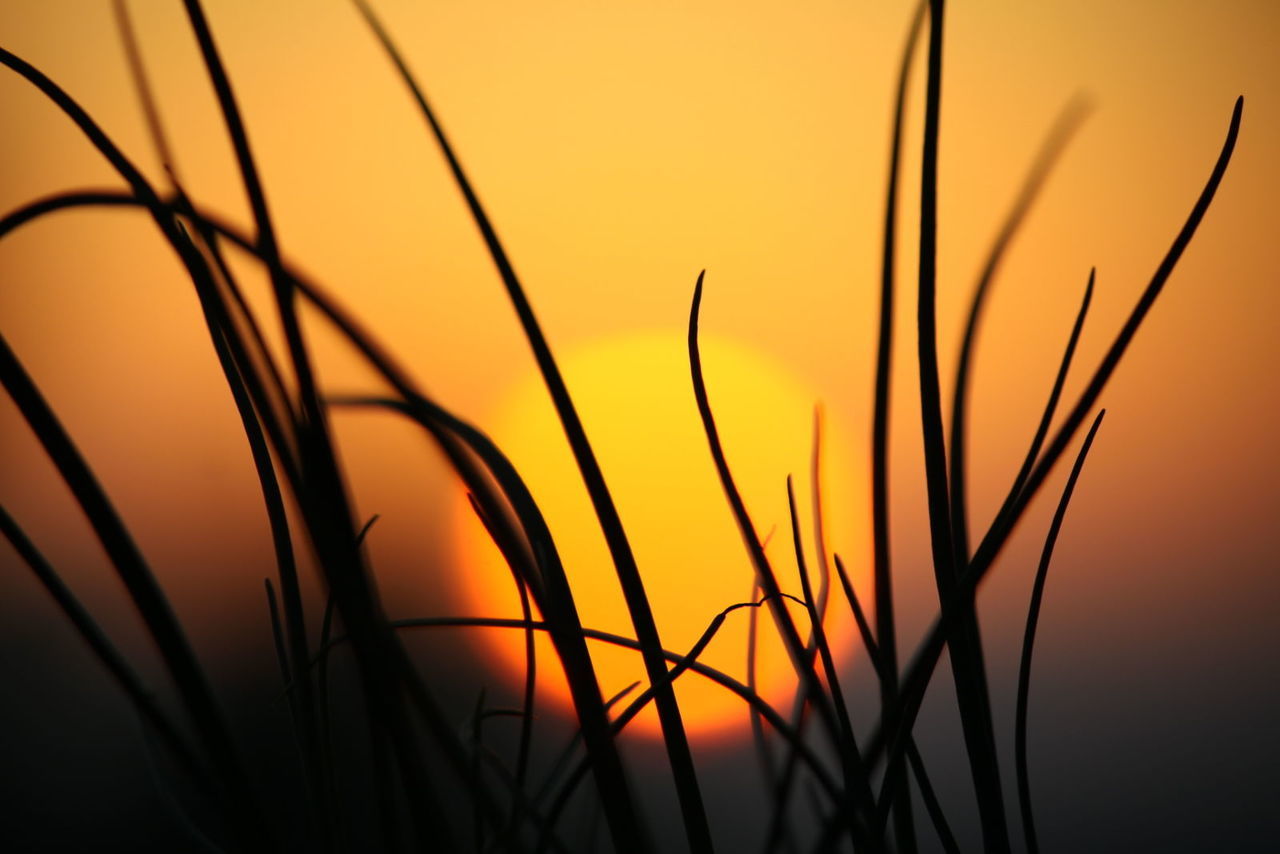 sunset, orange color, plant, silhouette, nature, sun, beauty in nature, growth, tranquility, scenics, tranquil scene, stem, close-up, sky, focus on foreground, idyllic, stalk, field, outdoors, no people