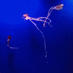 View of jellyfish in sea