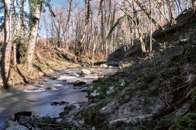 Stream flowing amidst trees in forest