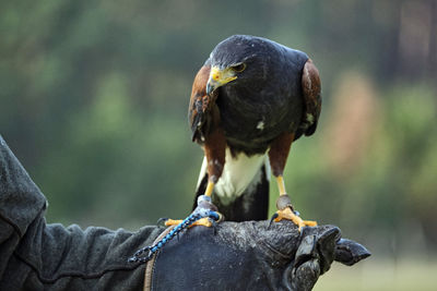 Close-up of hand feeding bird