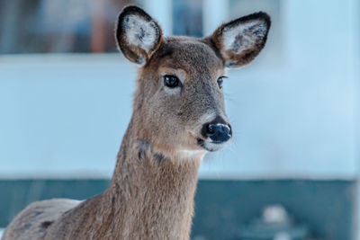 Close-up portrait of deer