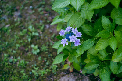 Beautiful hydrangea that begins to bloom during the rainy season hydrangea flowers