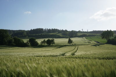 Scenic view of agricultural field against sky