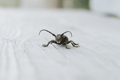 Close-up of insect on table