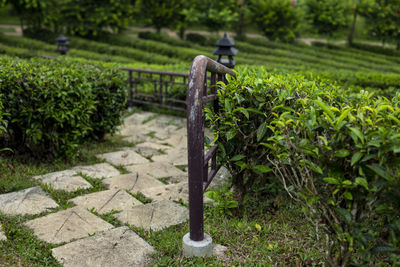 View of garden in park