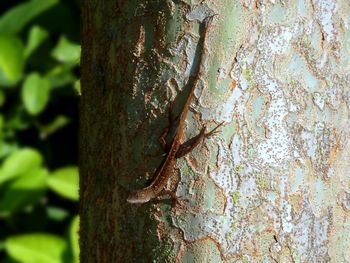 Close-up of tree trunk