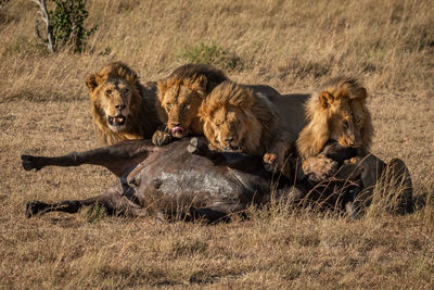 Lion family eating prey on field