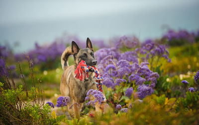 Belgian malinois carrying rope in mouth while walking on field