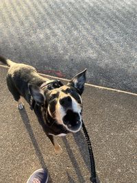 High angle portrait of dog standing on road