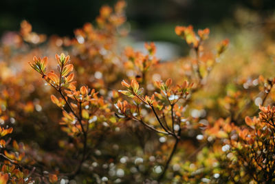 Close-up of flowering plants on field