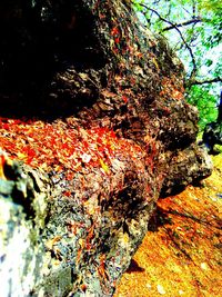 Close-up of tree trunk