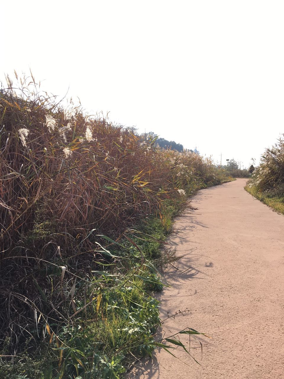 clear sky, the way forward, copy space, tranquility, grass, growth, plant, nature, dirt road, field, tranquil scene, road, diminishing perspective, landscape, day, outdoors, vanishing point, beauty in nature, tree, no people