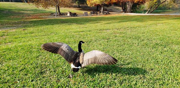 View of a bird on field