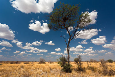 Scenic view of trees on field against sky